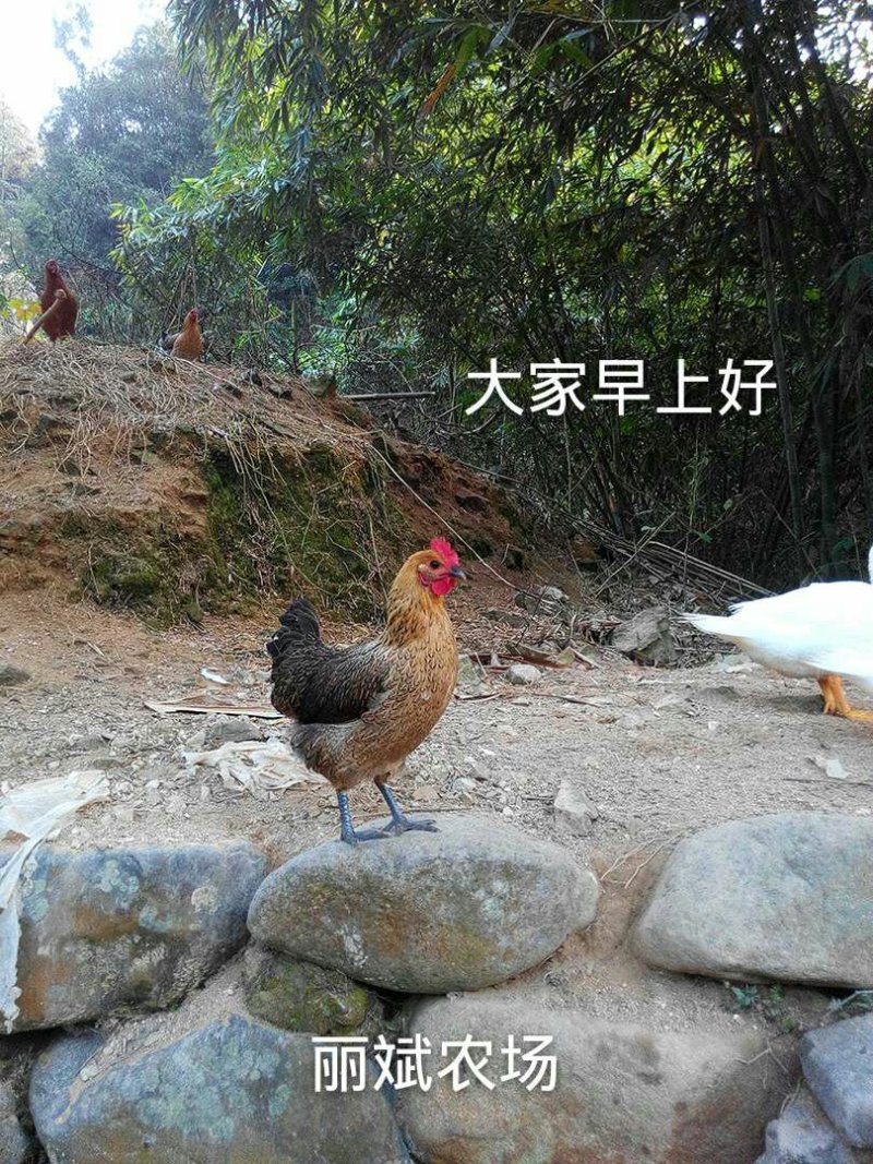 土鸡放养