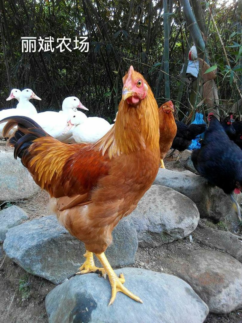 土鸡放养
