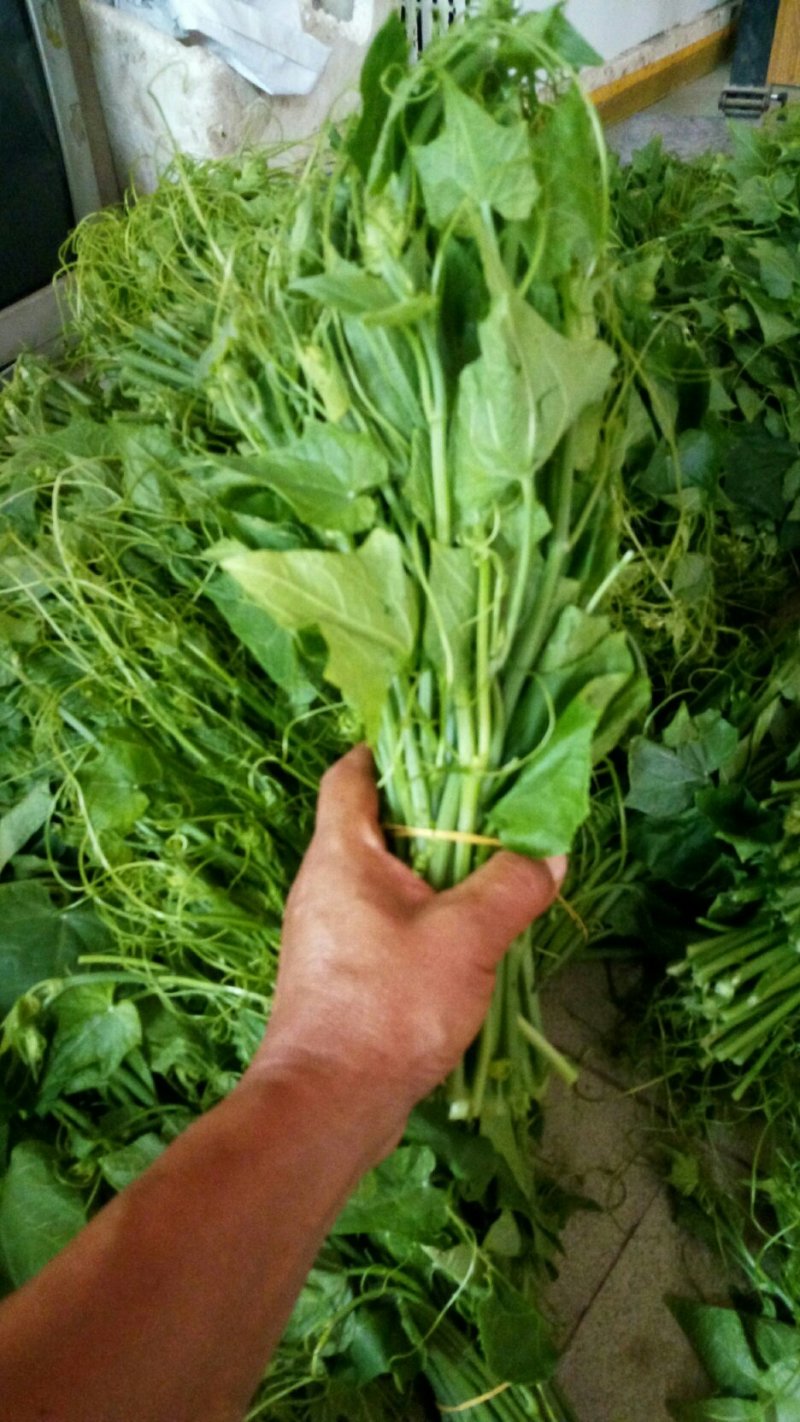 精品龙须菜，甘蓝叶，三叶香，谁要联系我联系我，量大价优