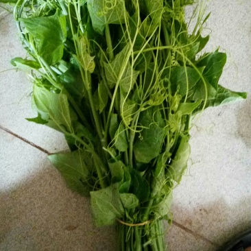 精品龙须菜，甘蓝叶，三叶香，谁要联系我联系我，量大价优