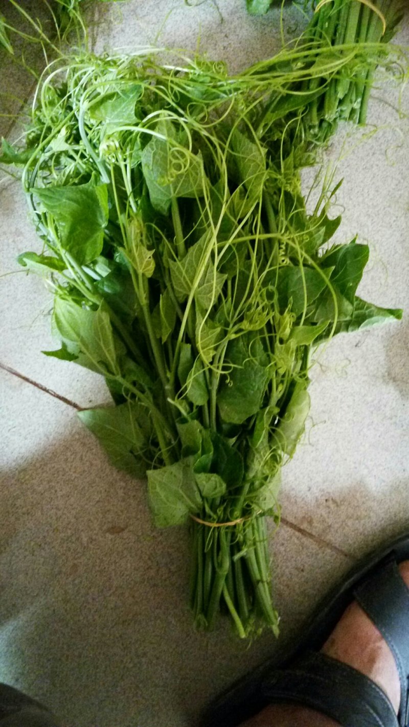 精品龙须菜，甘蓝叶，三叶香，谁要联系我联系我，量大价优