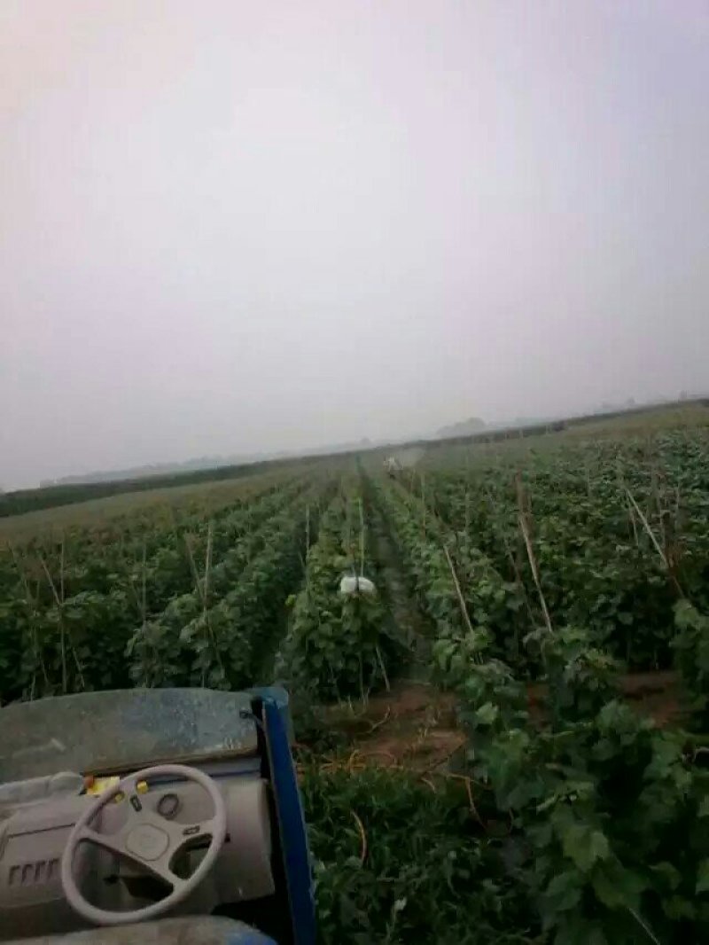丛林玫瑰基地直销纯度质量成活率有保证假一赔十