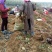 丛林玫瑰基地直销纯度质量成活率有保证假一赔十