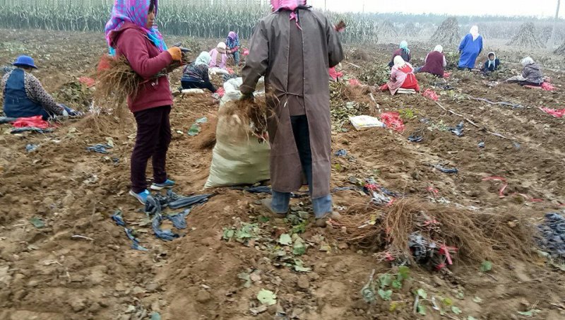 丛林玫瑰基地直销纯度质量成活率有保证假一赔十