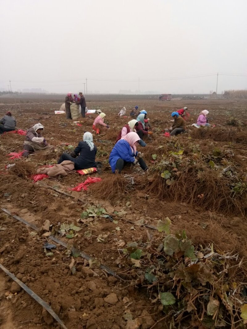 丛林玫瑰基地直销纯度质量成活率有保证假一赔十