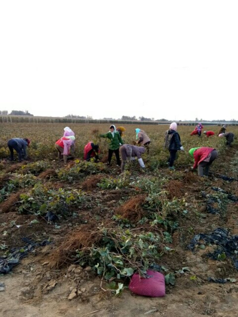 丛林玫瑰基地直销纯度质量成活率有保证假一赔十