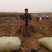 丛林玫瑰基地直销纯度质量成活率有保证假一赔十