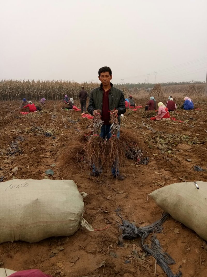 丛林玫瑰基地直销纯度质量成活率有保证假一赔十