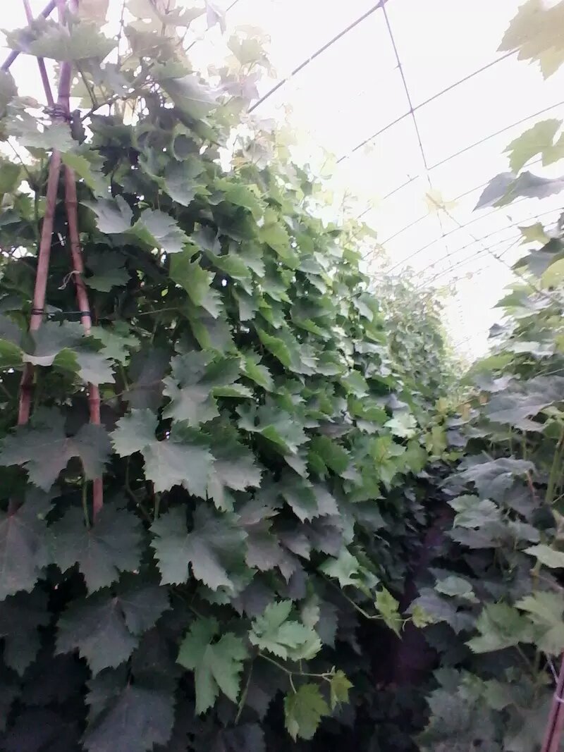 丛林玫瑰基地直销纯度质量成活率有保证假一赔十