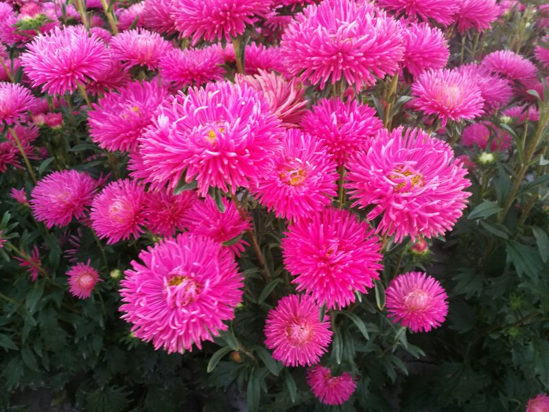 切花翠菊，剑状宽针系列玫红色1000粒／袋