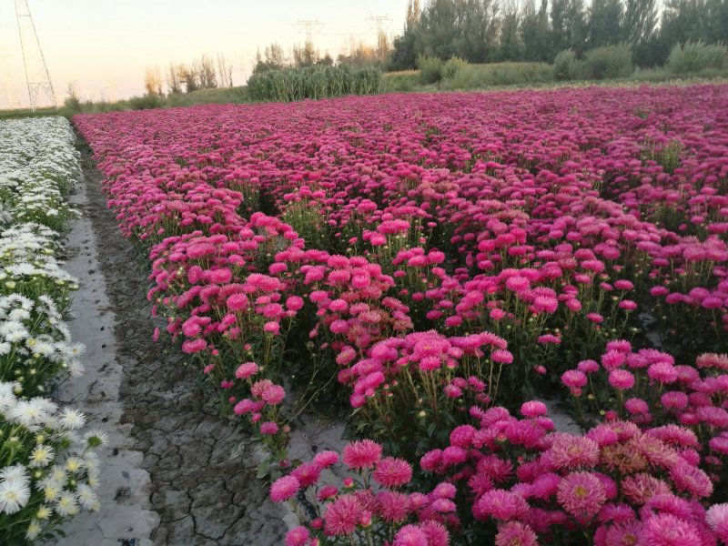 切花翠菊，剑状宽针系列玫红色1000粒／袋