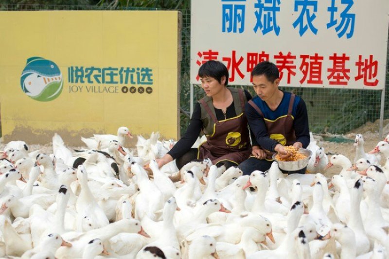 清水鸭