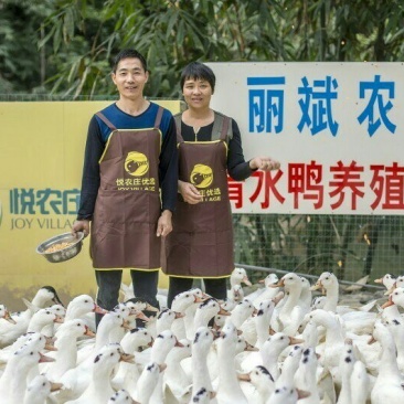 清水鸭