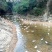 清水鸭