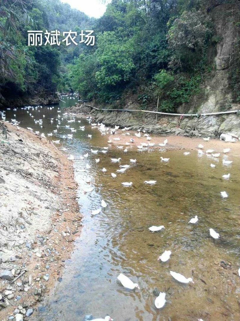 清水鸭