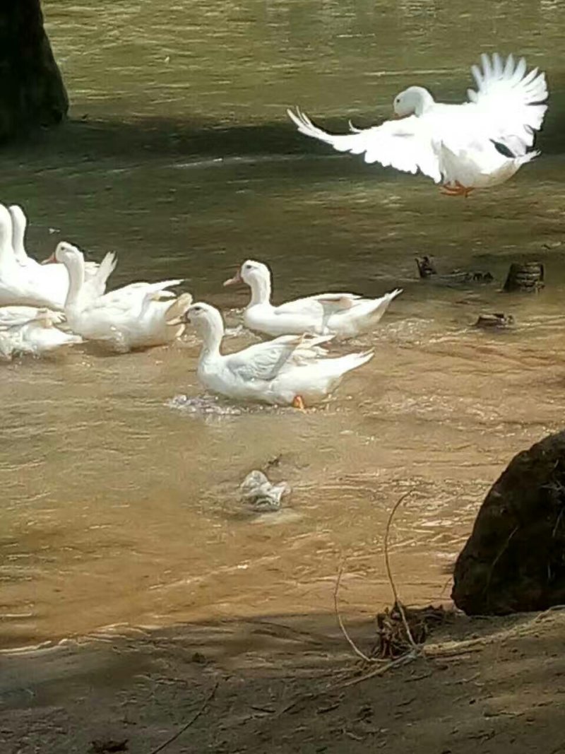 清水鸭