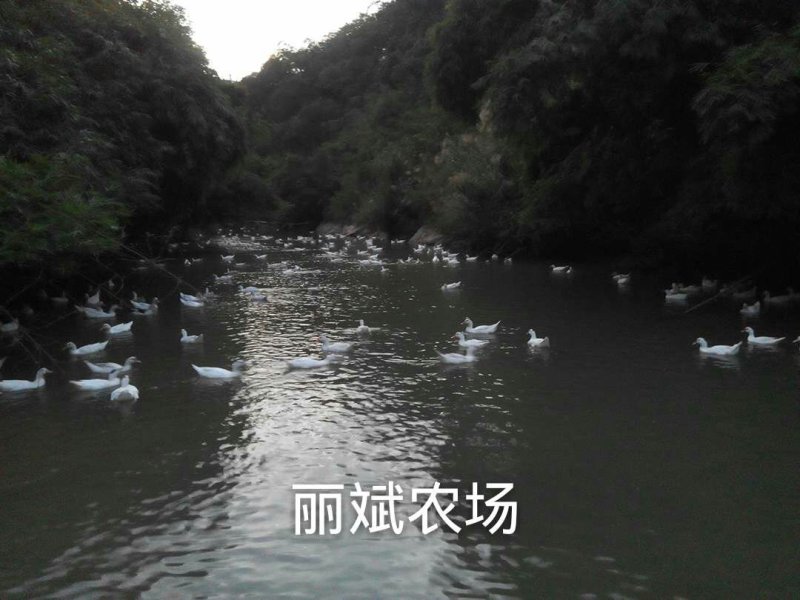清水鸭