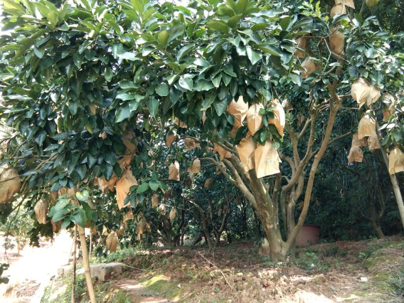 广西白肉蜜柚
