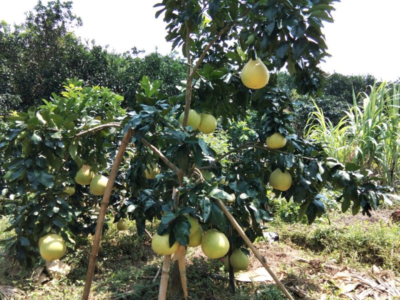 广西白肉蜜柚