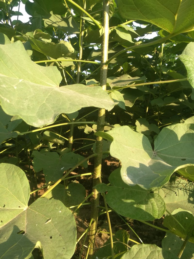 大量销售梓树苗楸桐苗