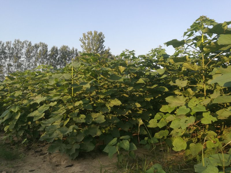 大量销售梓树苗楸桐苗