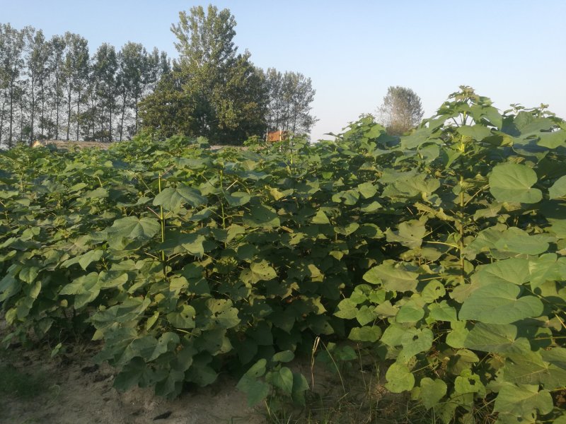大量销售梓树苗楸桐苗