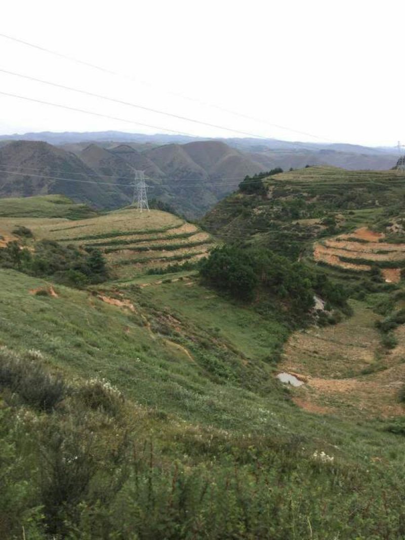 昭通市昭阳区200亩旱地耕地出租
