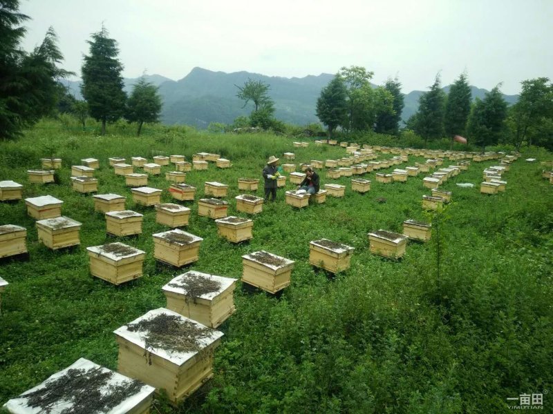 蜂蜜，土蜂蜜