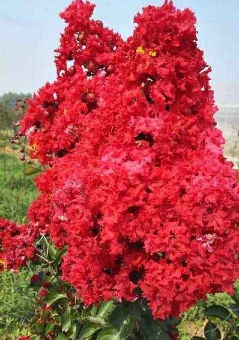 火箭红