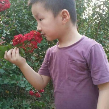 火箭红