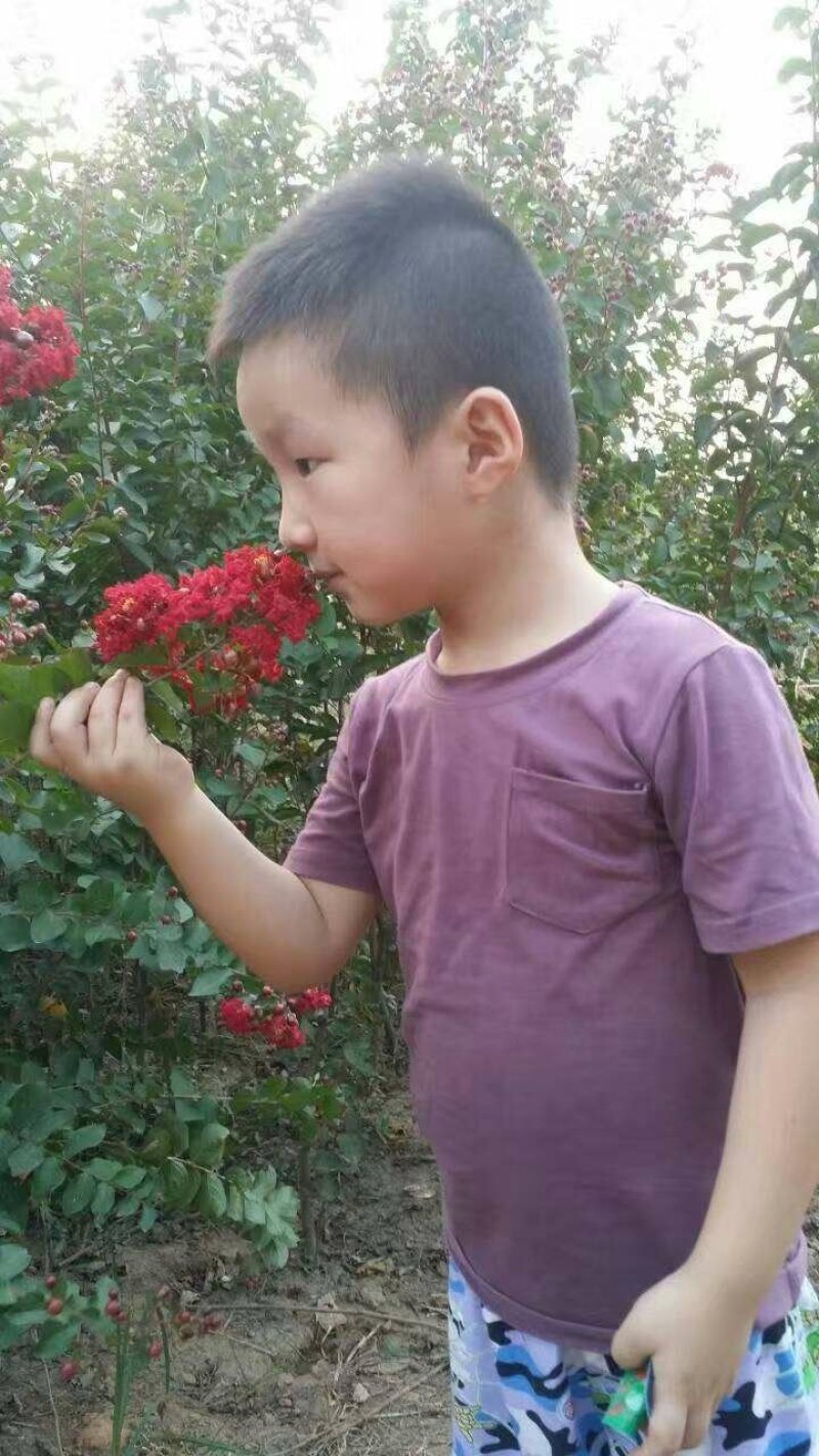 火箭红