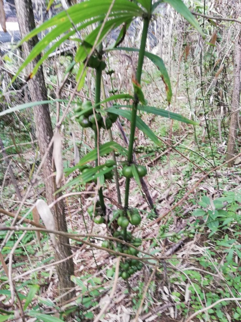 黄精种子