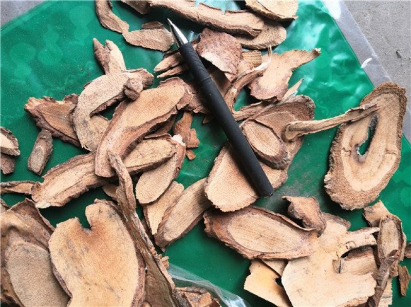 藤梨根地下部分
