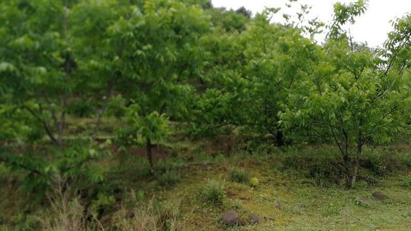 昭通市昭阳区苏家院镇230亩有林地转让