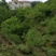昭通市昭阳区苏家院镇230亩有林地转让