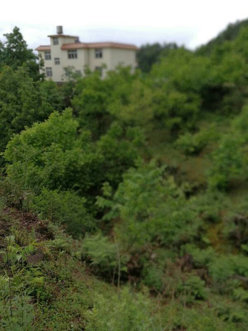 昭通市昭阳区苏家院镇230亩有林地转让