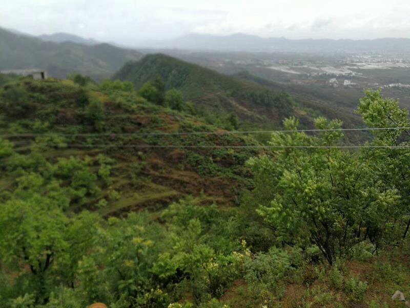 昭通市昭阳区苏家院镇230亩有林地转让