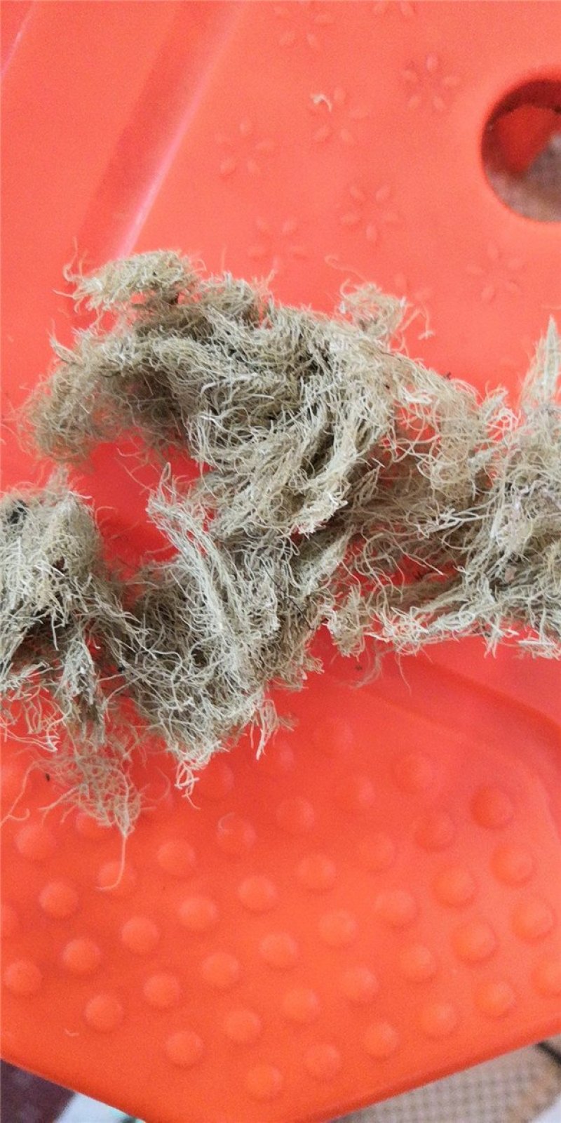 松萝龙须草老君须