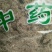 松萝龙须草老君须