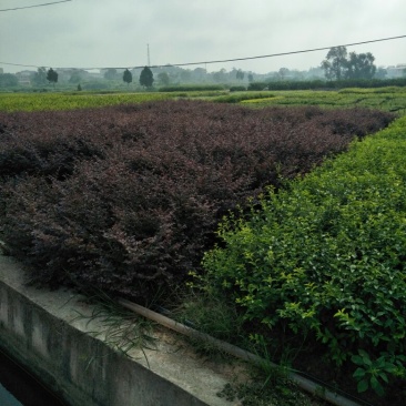 红继木