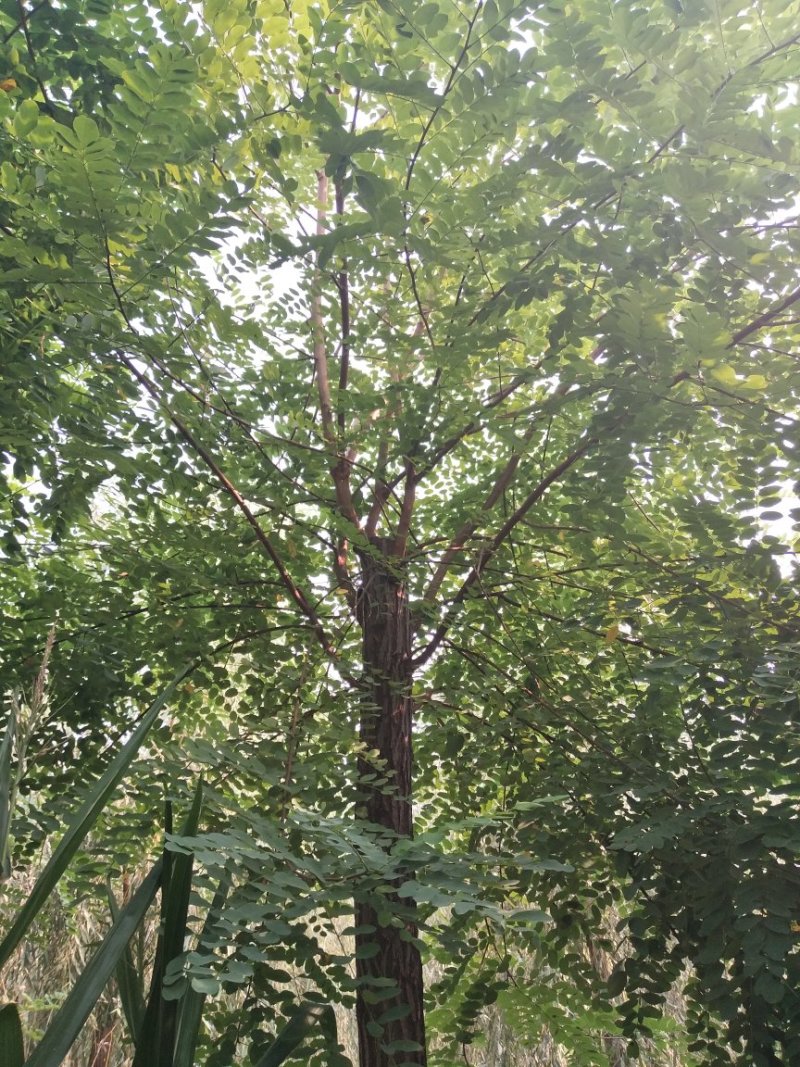 8-15公分刺槐天津刺槐北京刺槐唐山刺槐河北刺槐