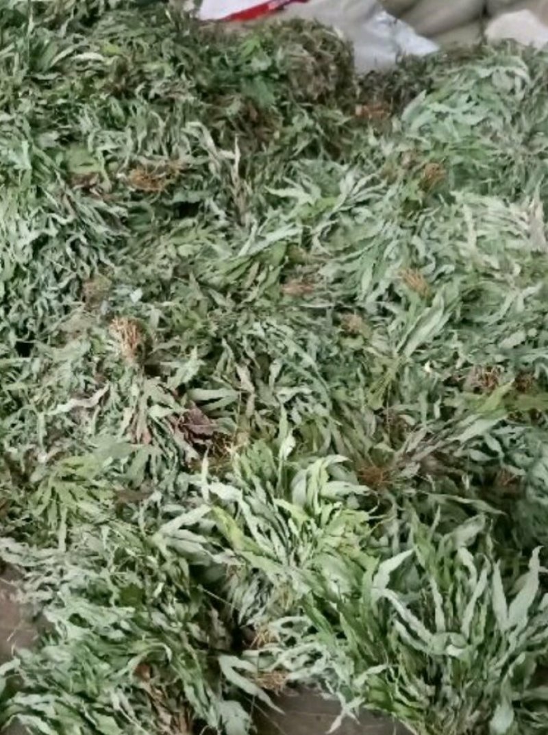 [精品]金鸡脚草，深山采集干鲜都有货，每年十月后没鲜货