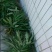 [精品]金鸡脚草，深山采集干鲜都有货，每年十月后没鲜货