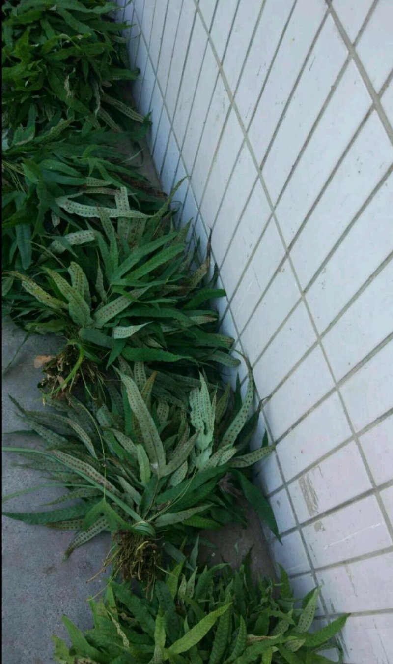 [精品]金鸡脚草，深山采集干鲜都有货，每年十月后没鲜货