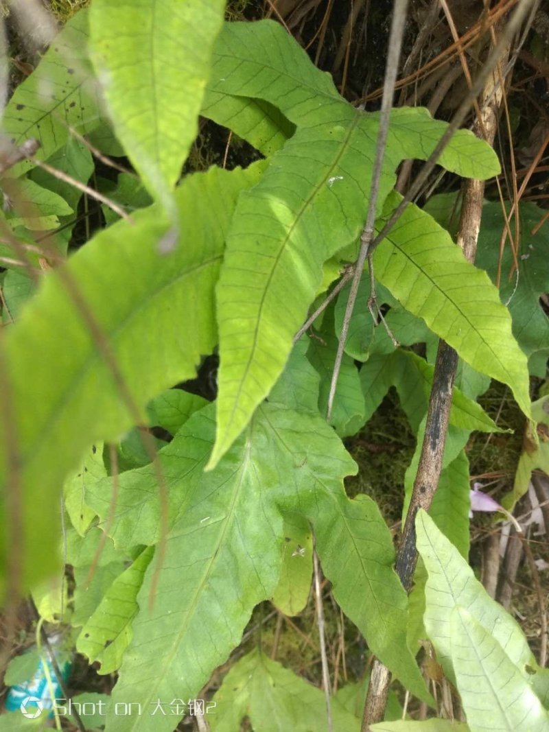 [精品]金鸡脚草，深山采集干鲜都有货，每年十月后没鲜货