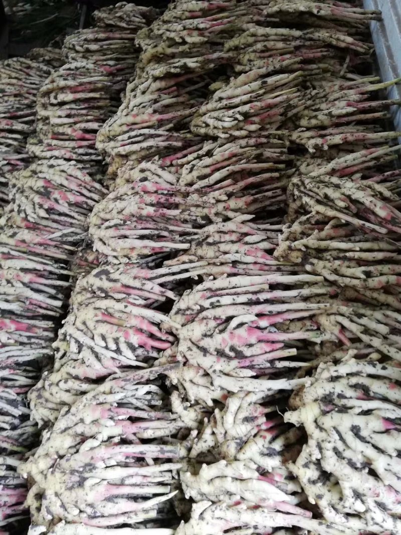 红芽嫩姜支持一件代发整车，