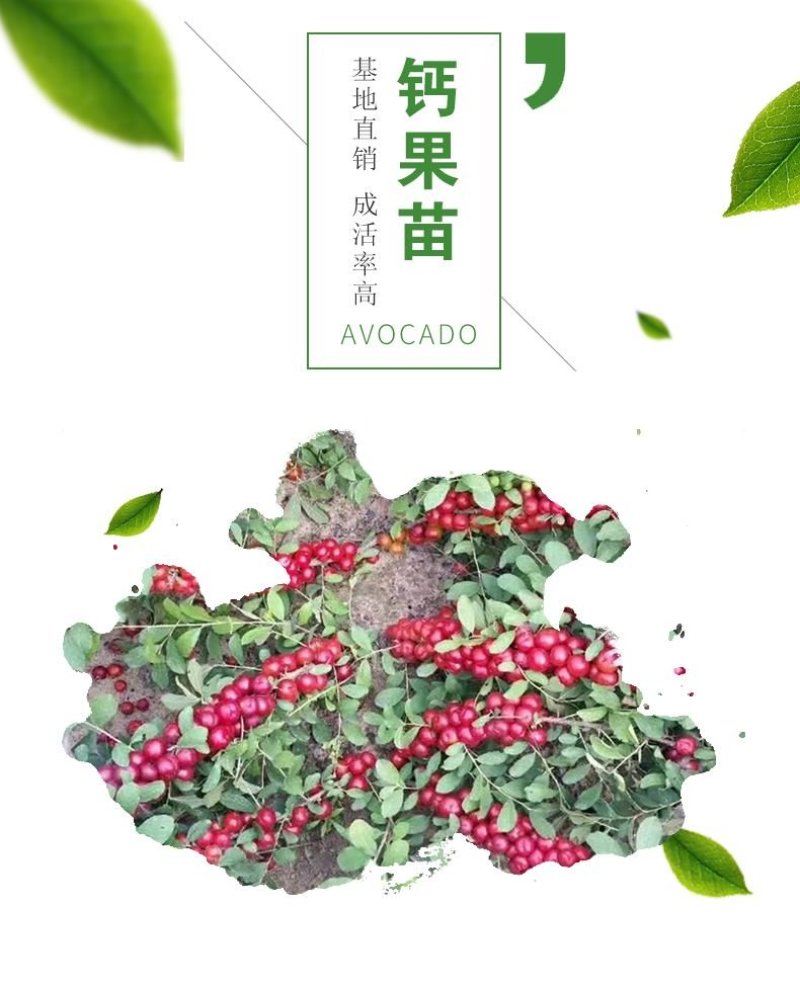 欧李钙果苗（河北农大钙果苗）一手货源基地直销当年结果