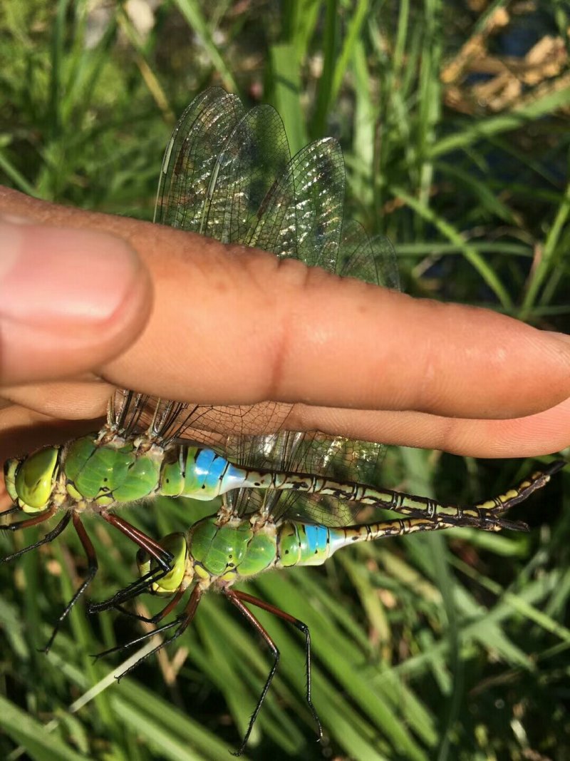 绿头大蜻蜓，大头青，