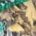土黄莲26元一公斤