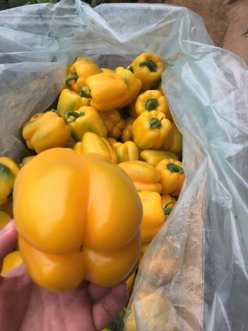各种蔬菜苗专业育苗可代育嫁接苗